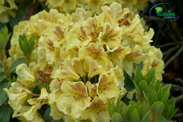 Rhododendron Goldsprenkel